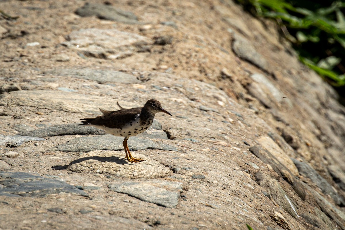 Spotted Sandpiper - Francisco Russo