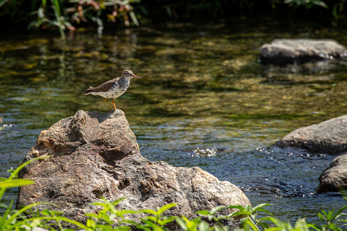 Spotted Sandpiper - Francisco Russo