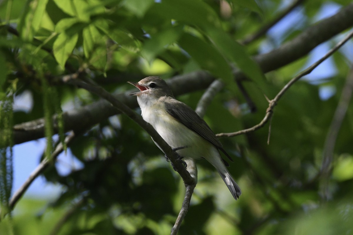 Warbling Vireo - Mark Kosiewski