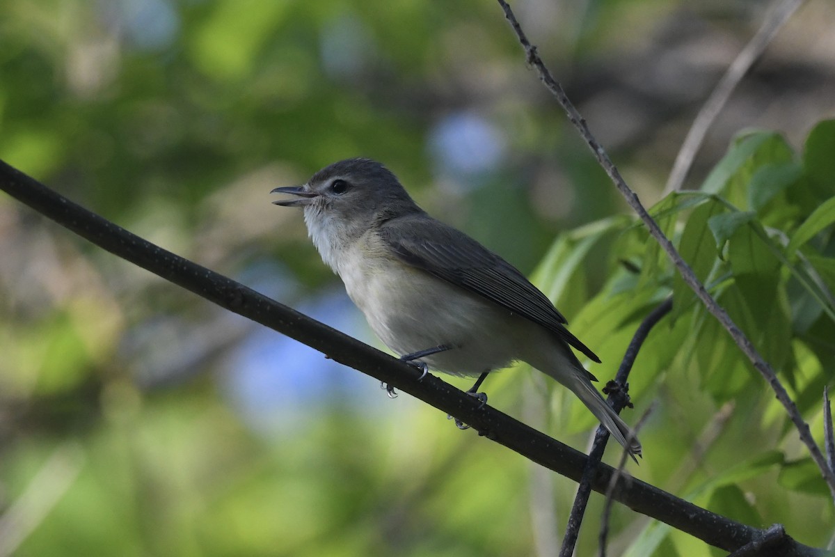 Warbling Vireo - Mark Kosiewski