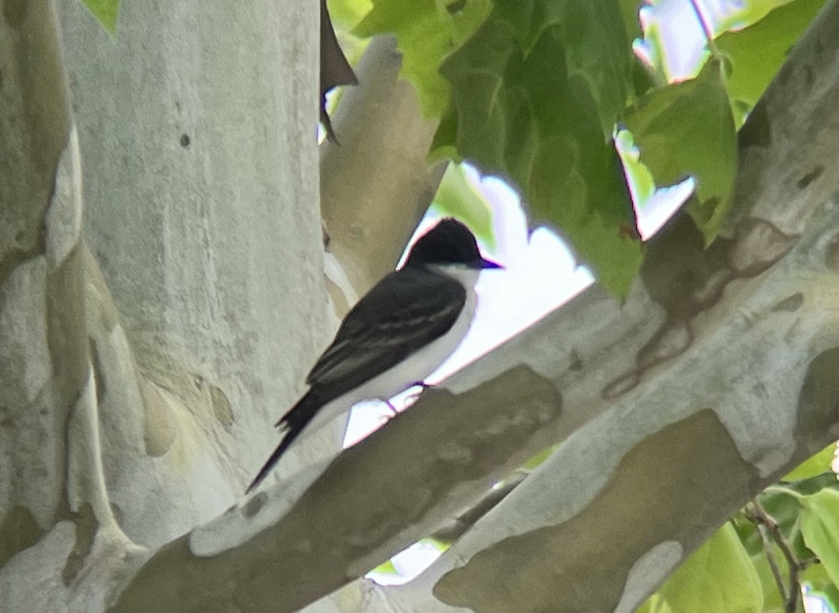 Eastern Kingbird - ML618180457