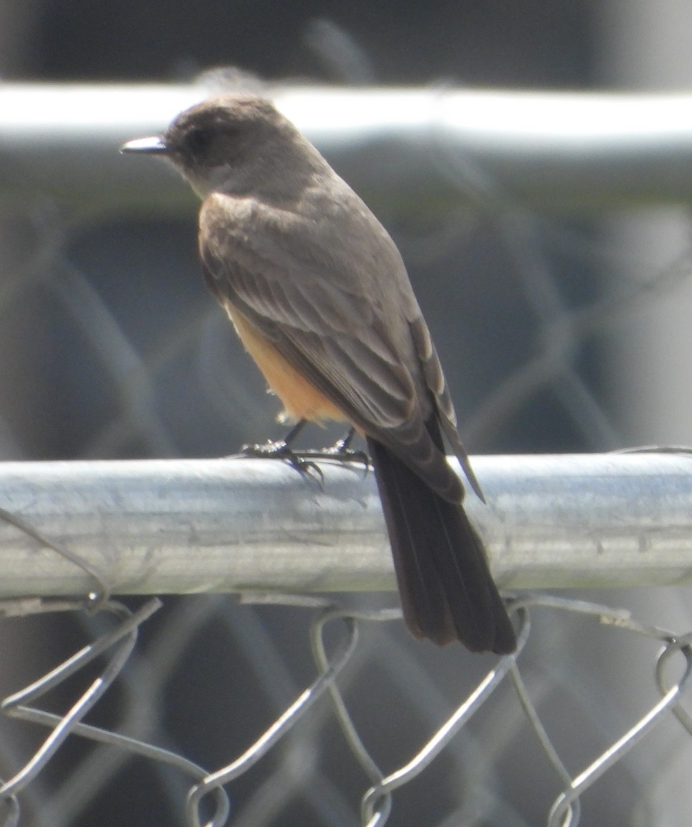 Say's Phoebe - ML618180512