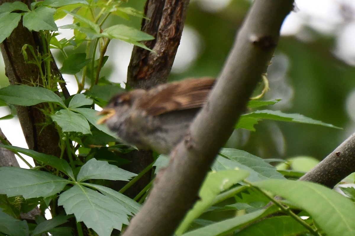 House Sparrow - Carmen Ricer