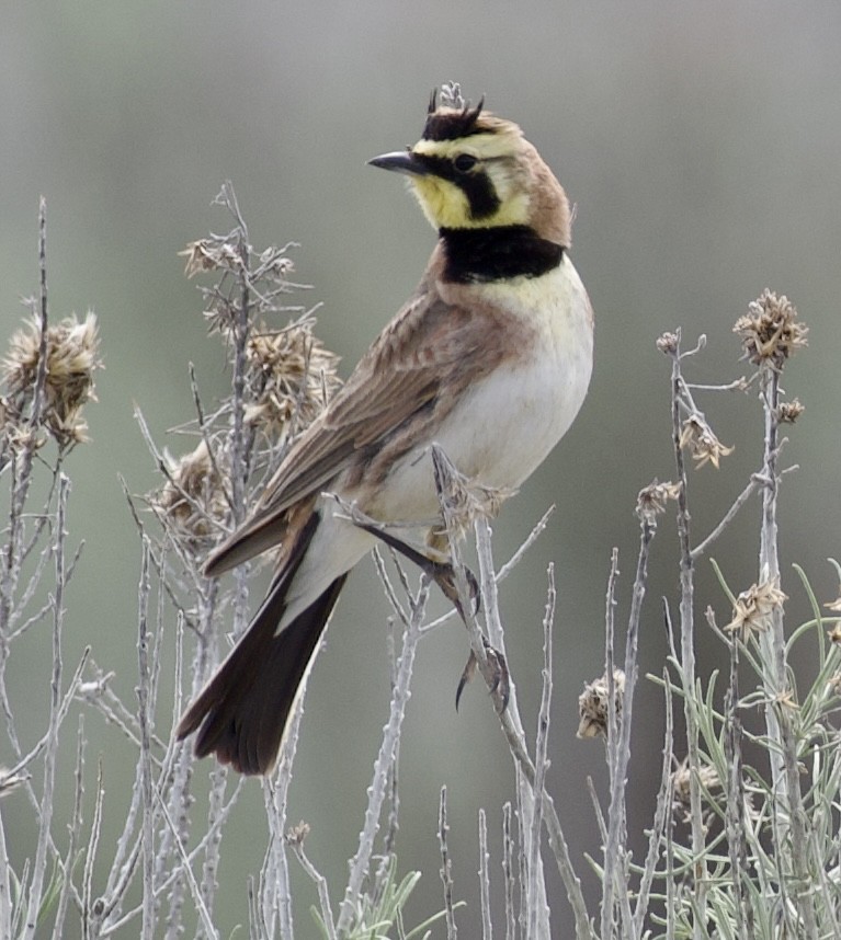 Horned Lark - Stephanie Neis