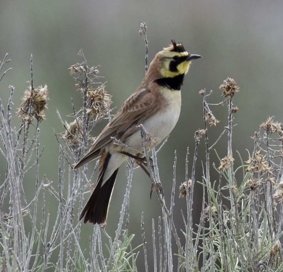 Horned Lark - Stephanie Neis