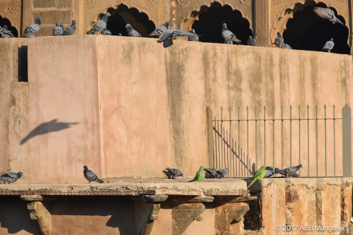 Kaya Güvercini (evcil tip) - ML618180552