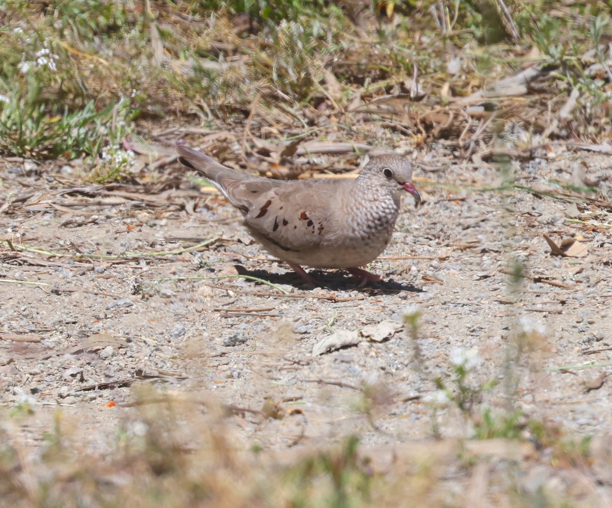 Common Ground Dove - ML618180554