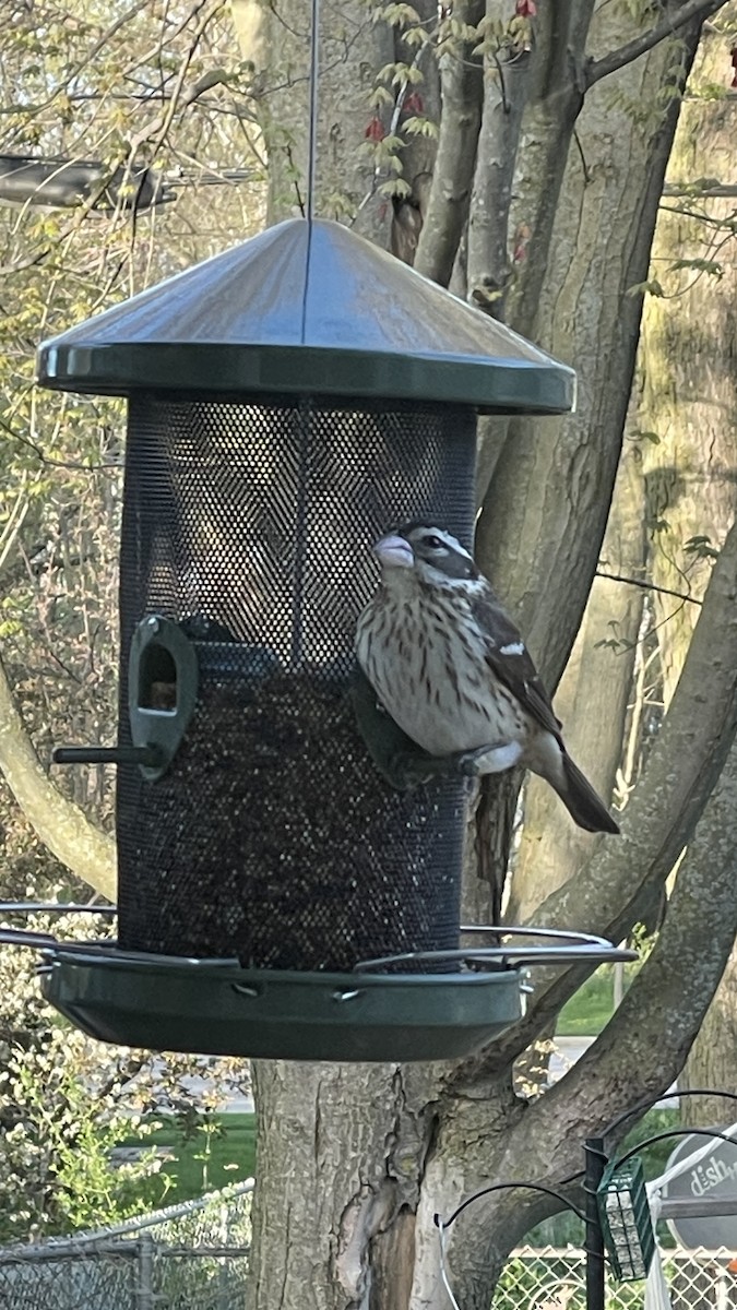 Rose-breasted Grosbeak - ML618180557