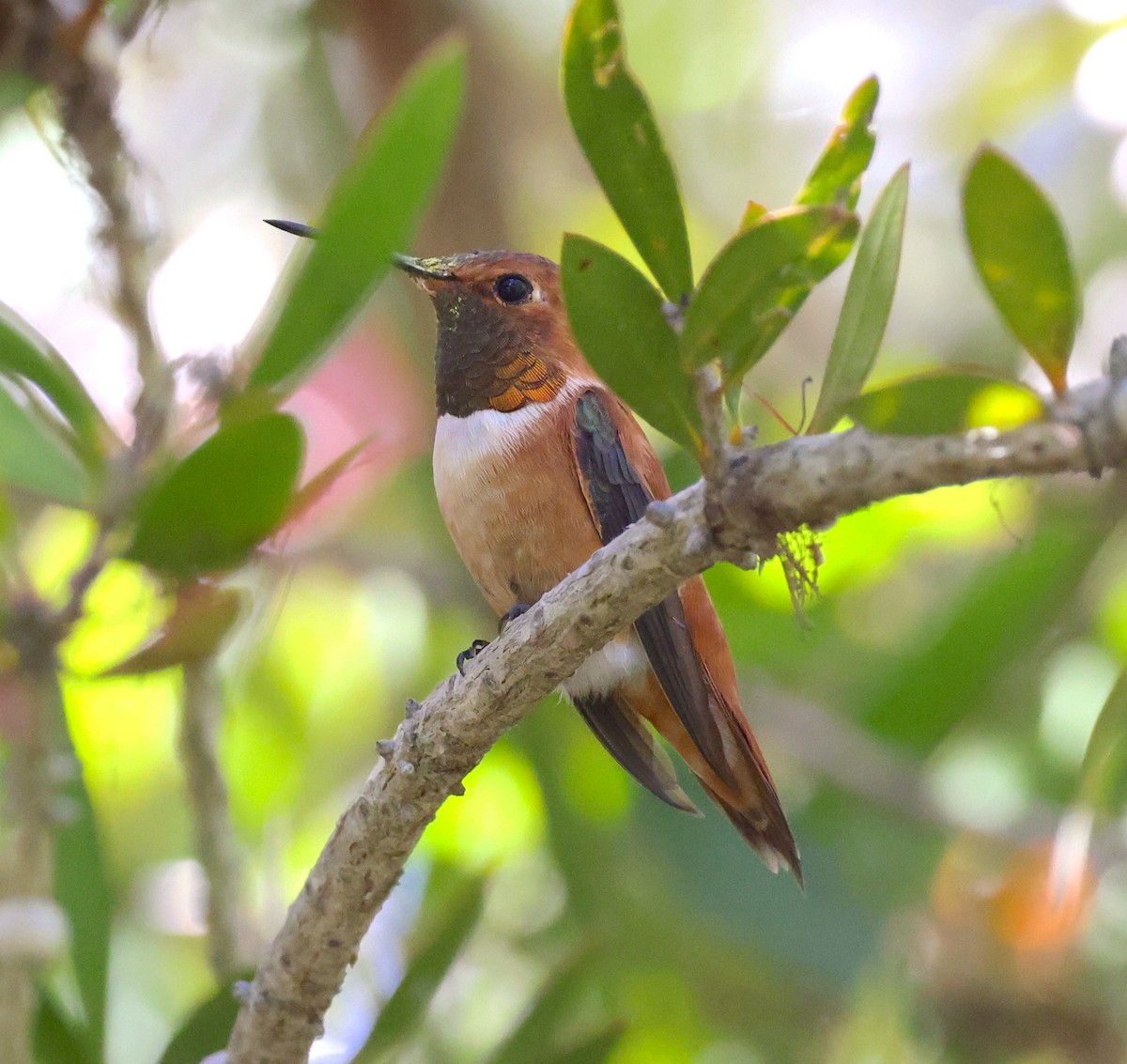 Rufous Hummingbird - ML618180558