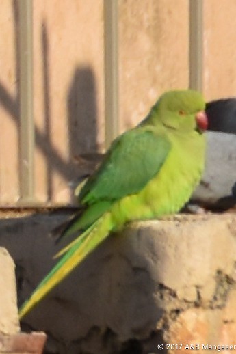 Yeşil Papağan - ML618180567