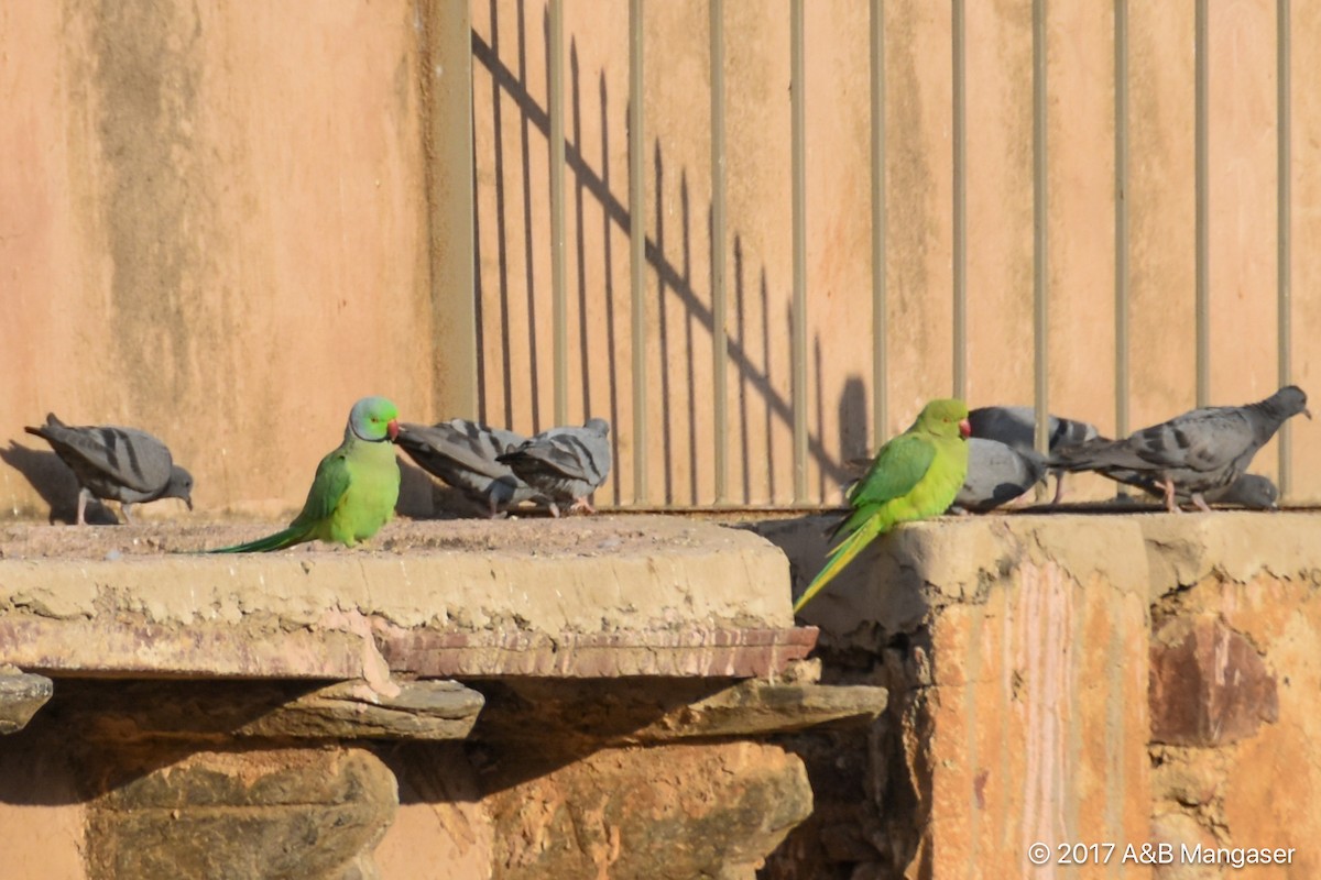 Yeşil Papağan - ML618180568