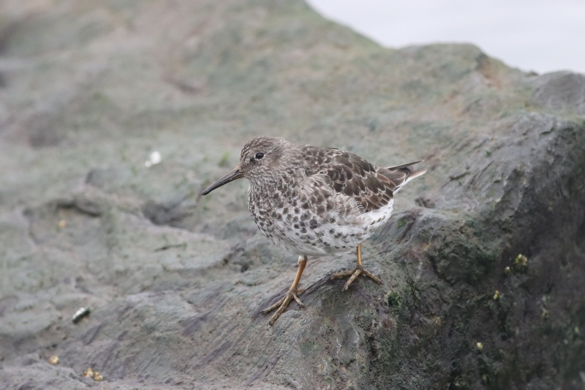 Purple Sandpiper - ML618180581