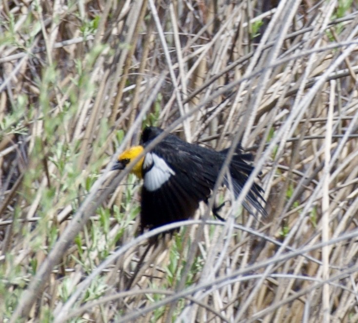 Yellow-headed Blackbird - Stephanie Neis