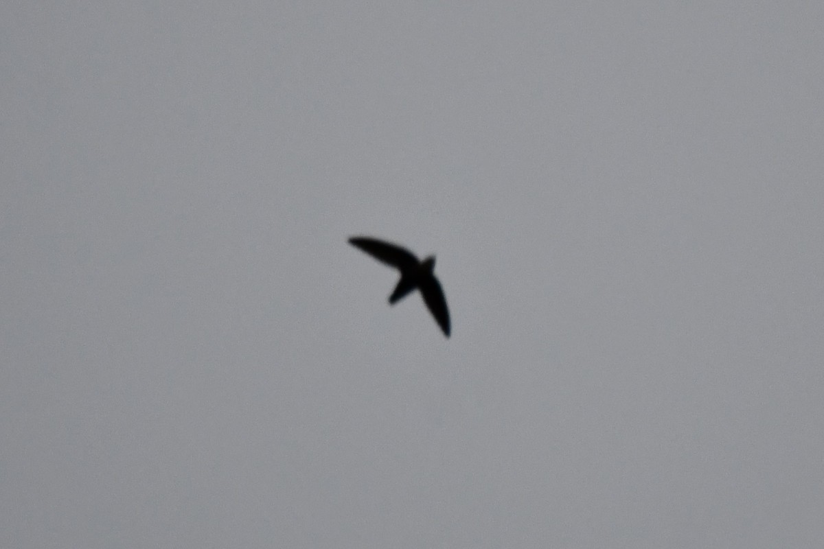 Chimney Swift - Carmen Ricer