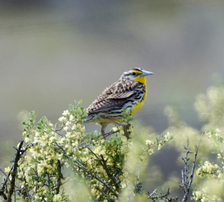 Western Meadowlark - ML618180635