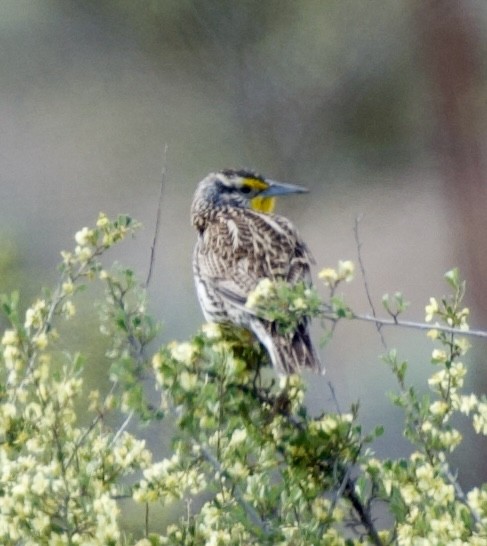 Western Meadowlark - ML618180637