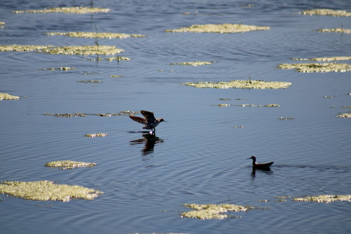 Wilson's Phalarope - ML618180665