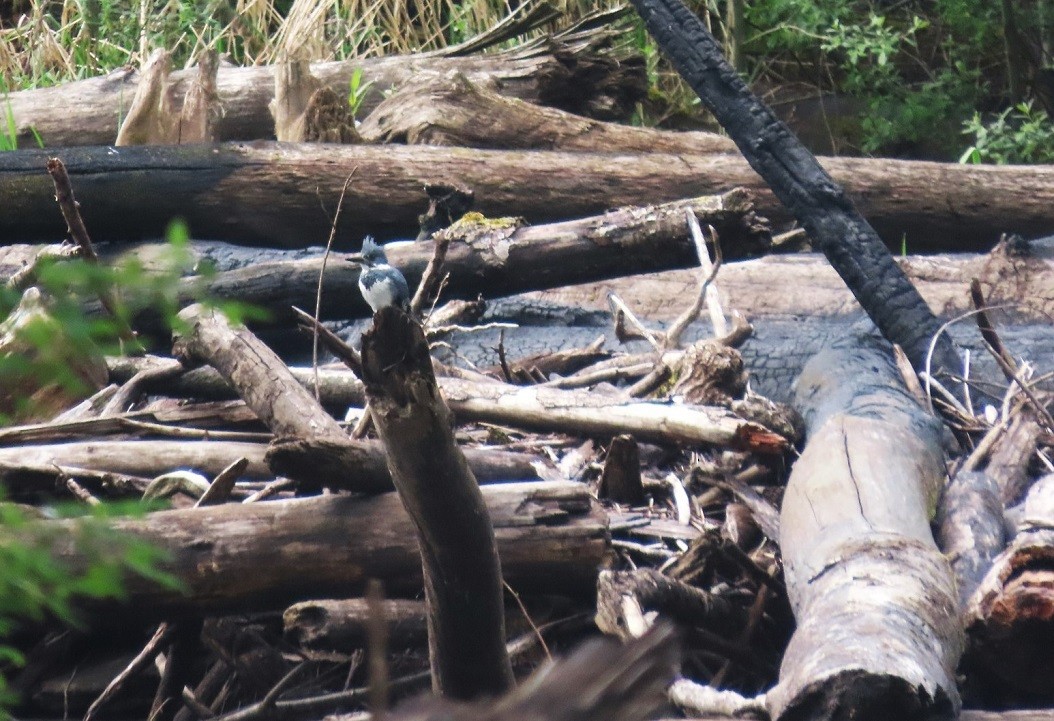 Belted Kingfisher - Mark Vernon