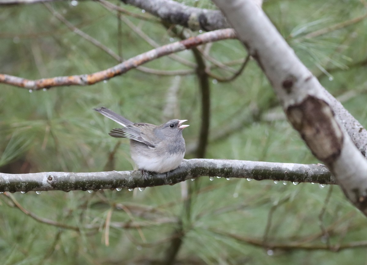 Junco Ojioscuro (hyemalis/carolinensis) - ML618180693