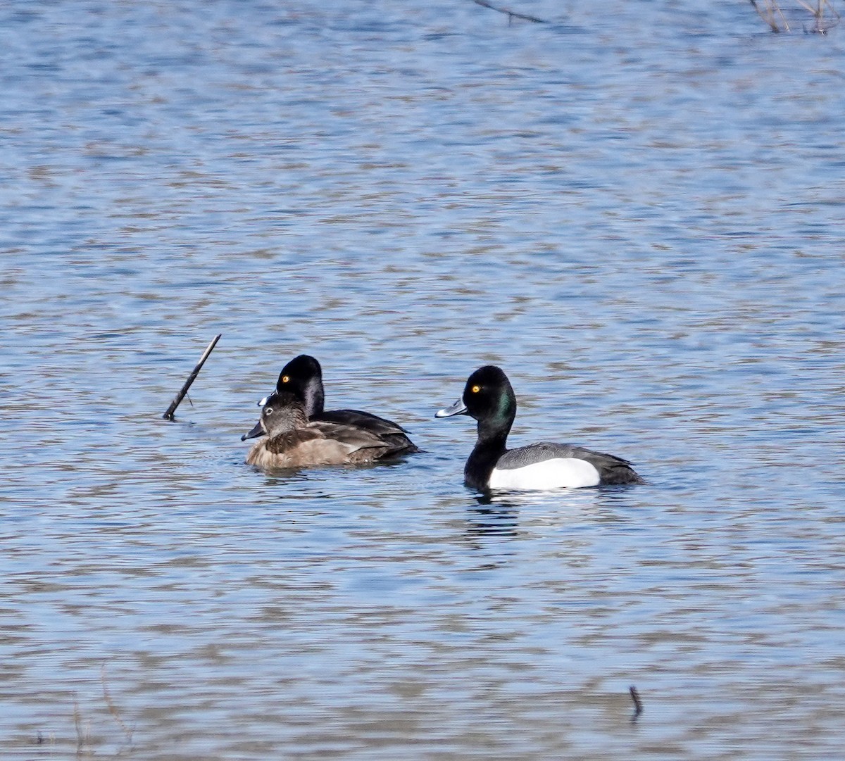 Ring-necked Duck - Patsy Skene