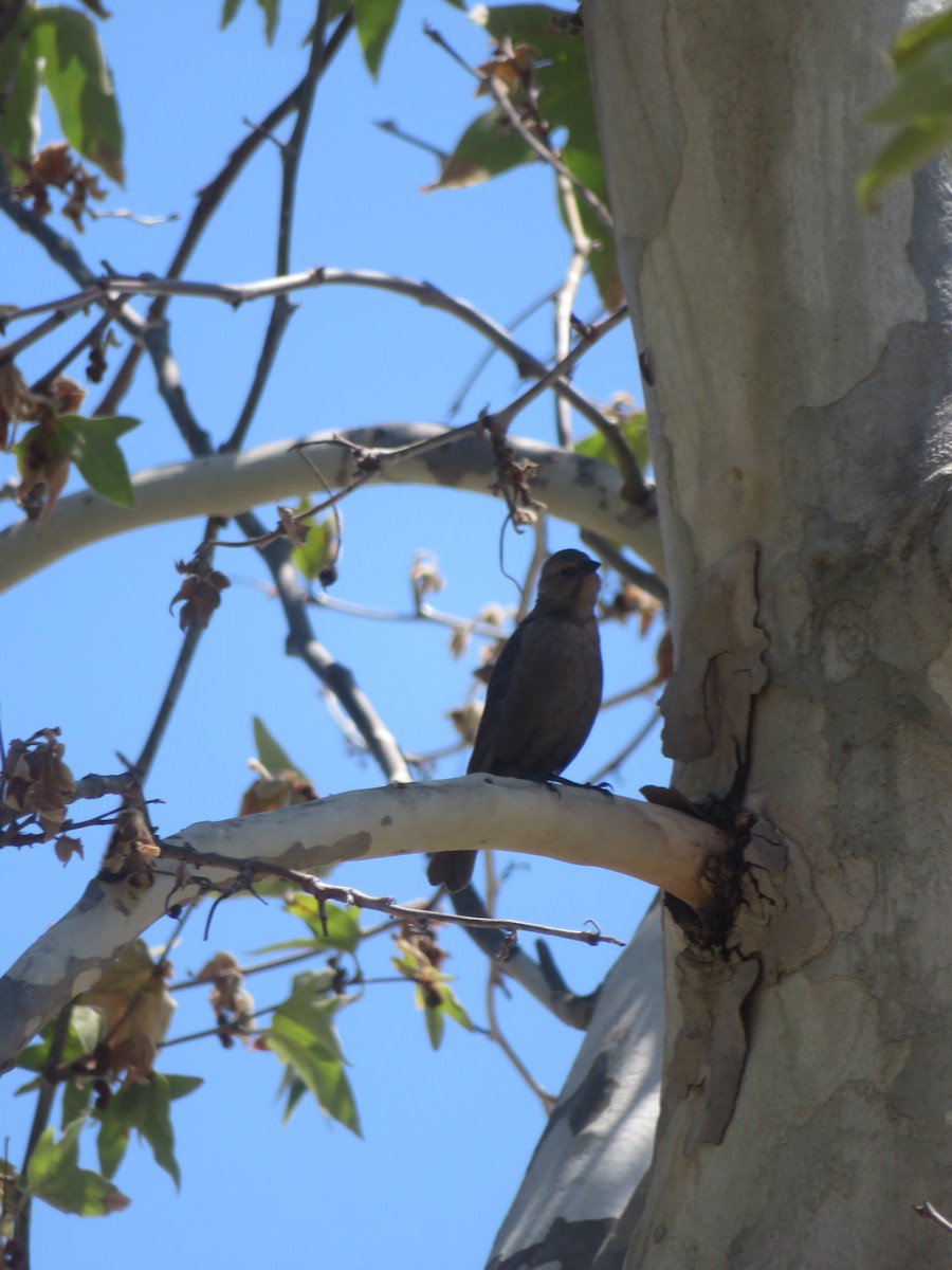 Brown-headed Cowbird - ML618180736