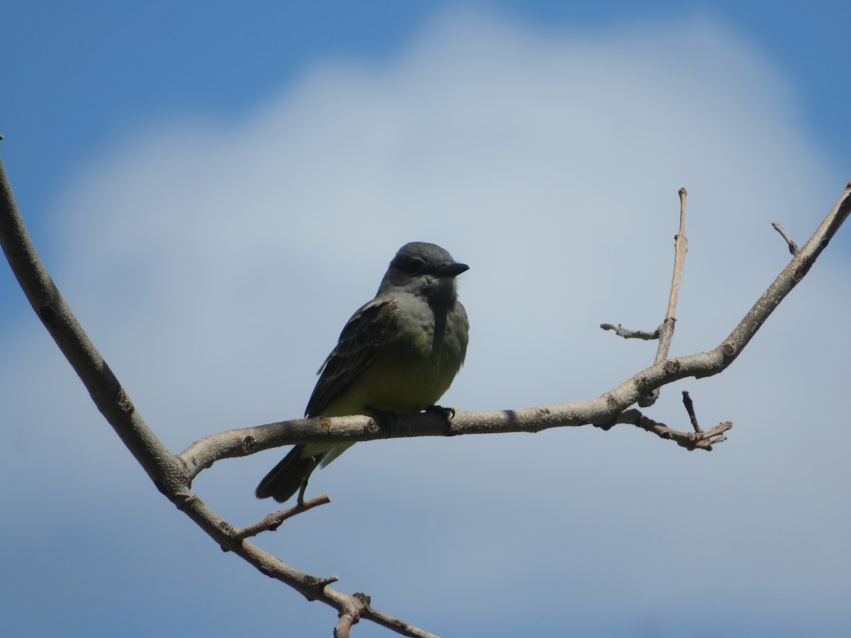 Brown-headed Cowbird - ML618180737