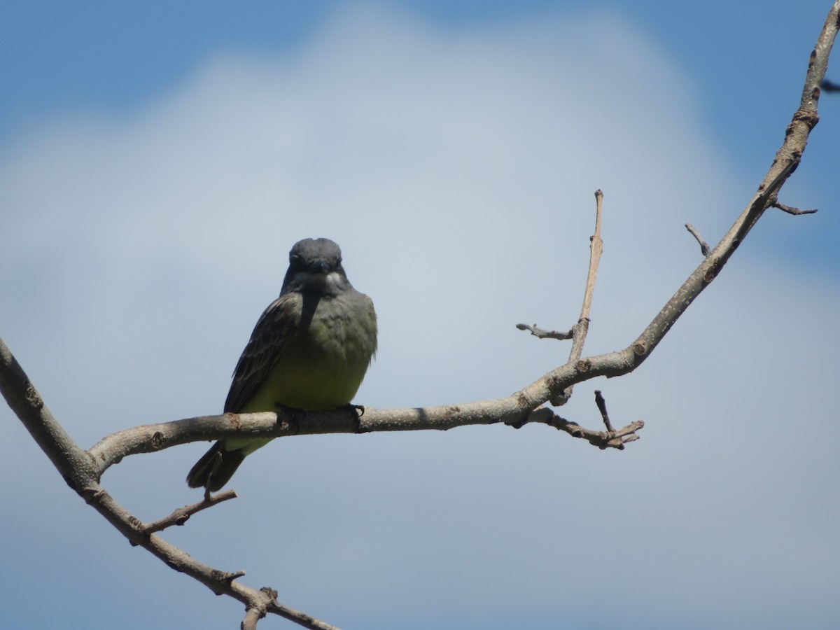 Brown-headed Cowbird - ML618180738