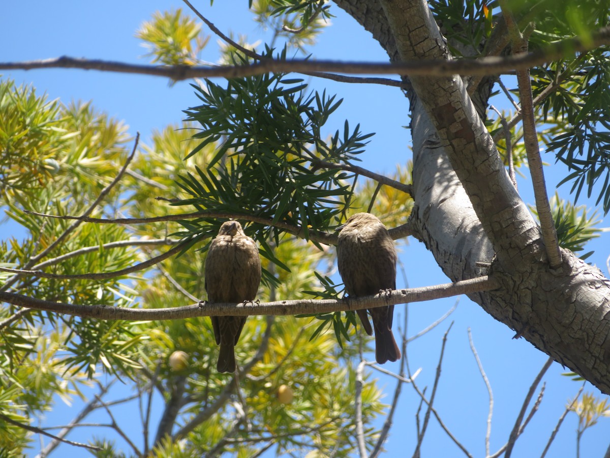 Brown-headed Cowbird - ML618180744