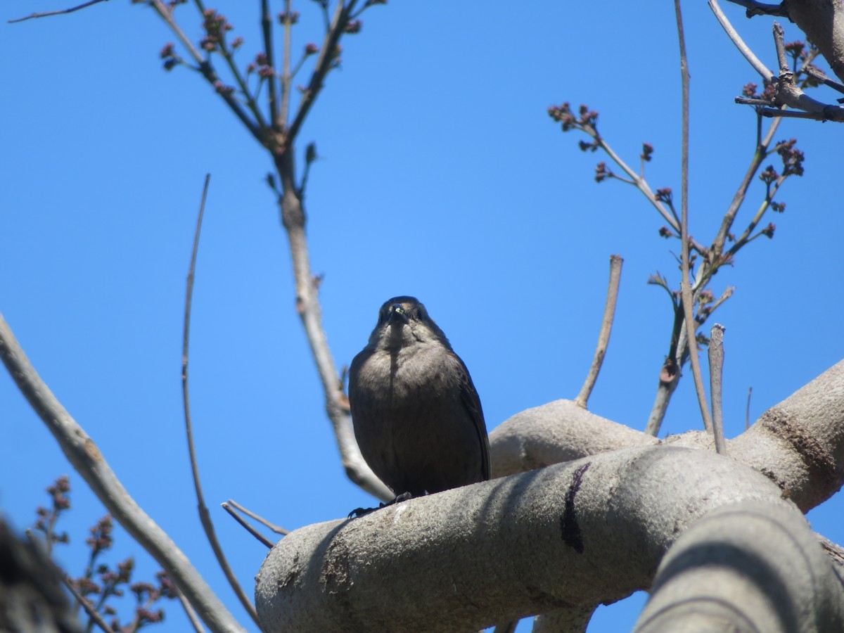 Brown-headed Cowbird - ML618180745