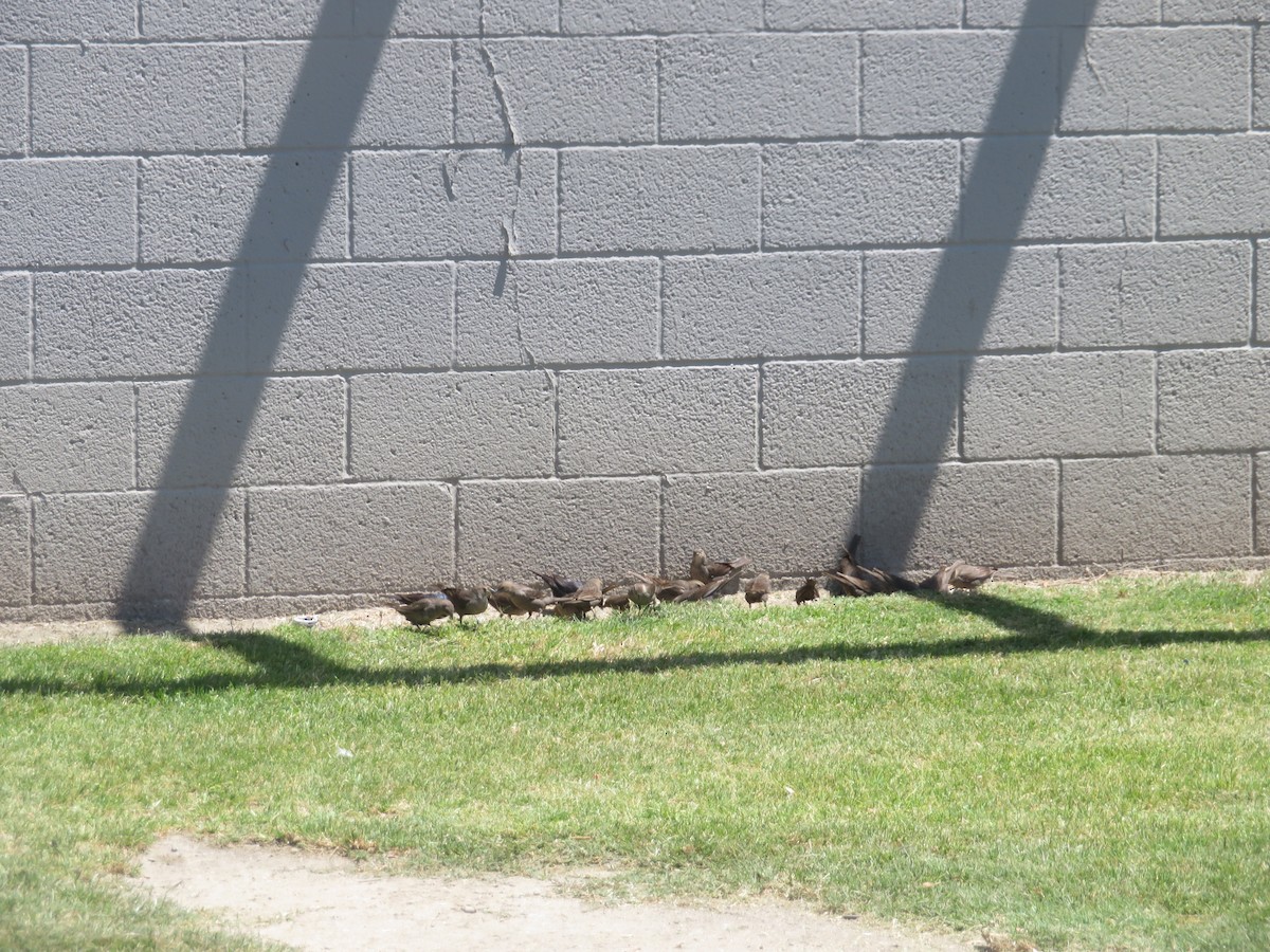 Brown-headed Cowbird - ML618180753