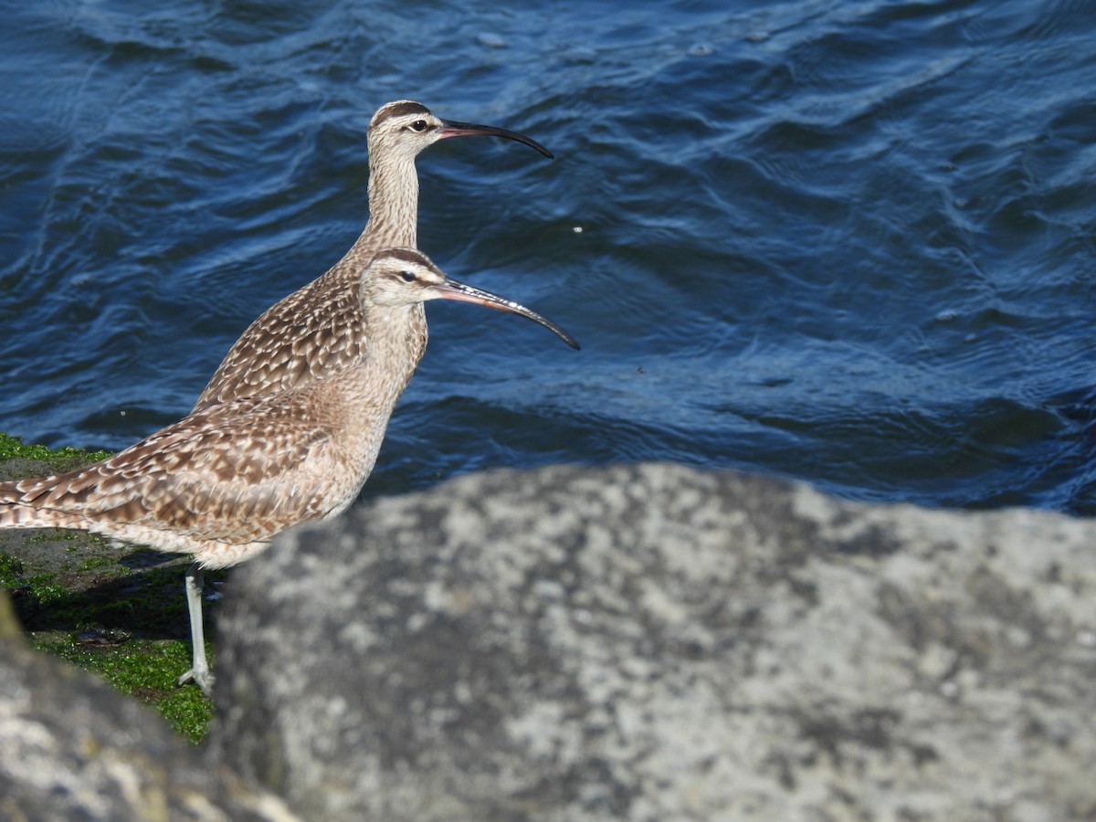 Whimbrel - ML618180764