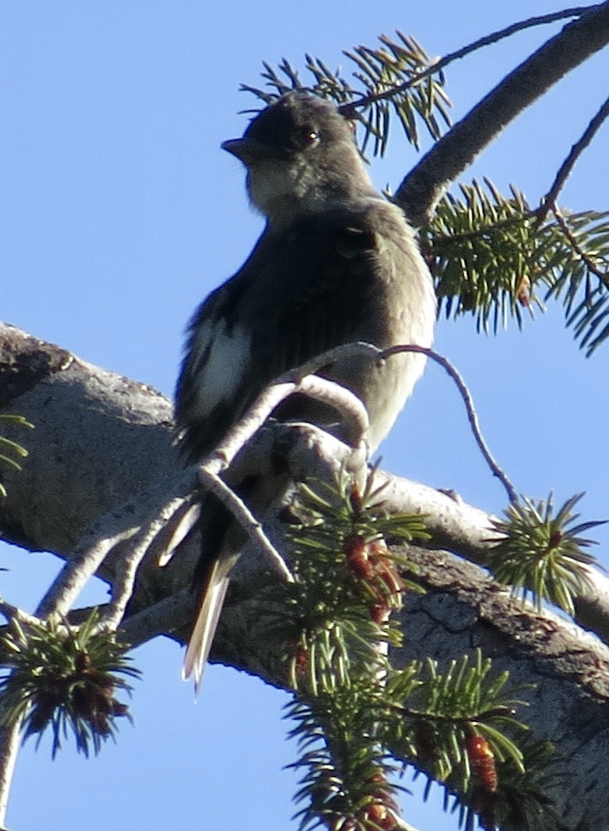 Olive-sided Flycatcher - Thomas Wurster