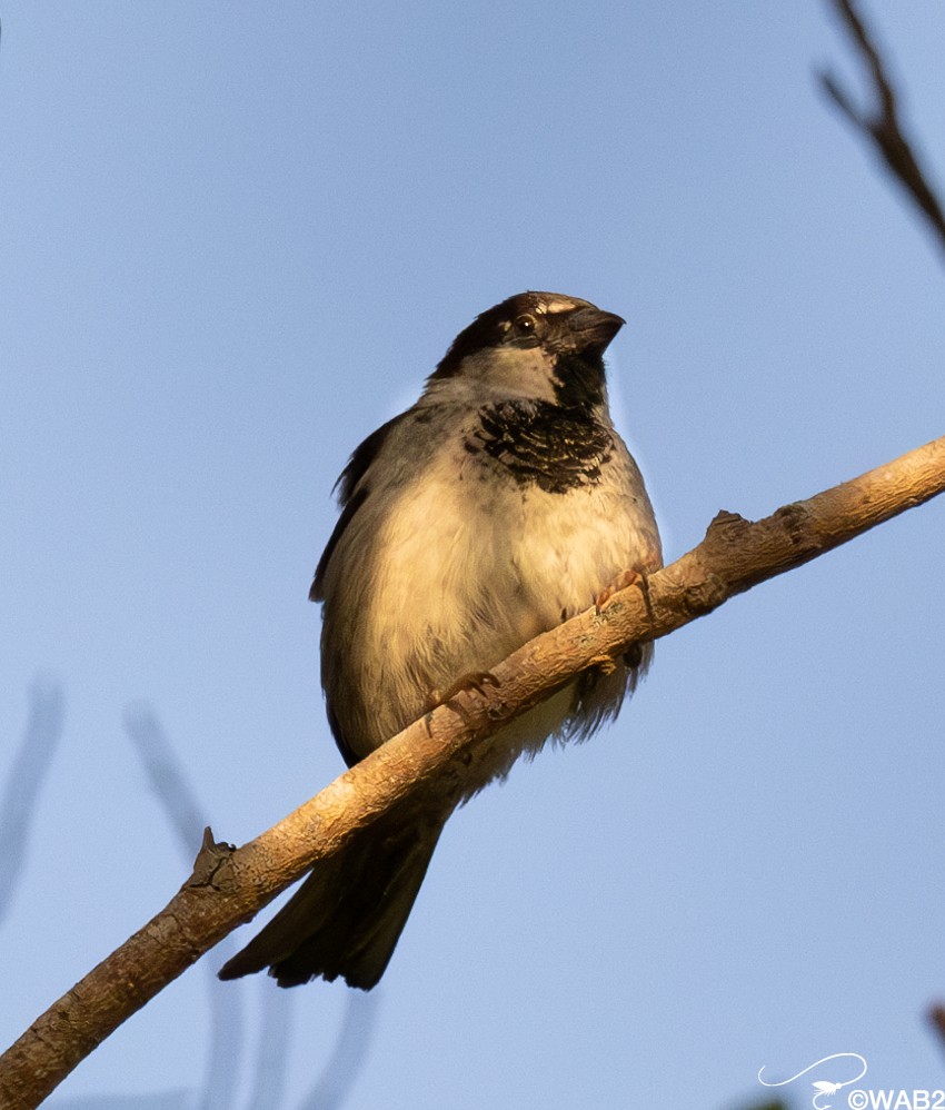 House Sparrow - William Blodgett Jr.