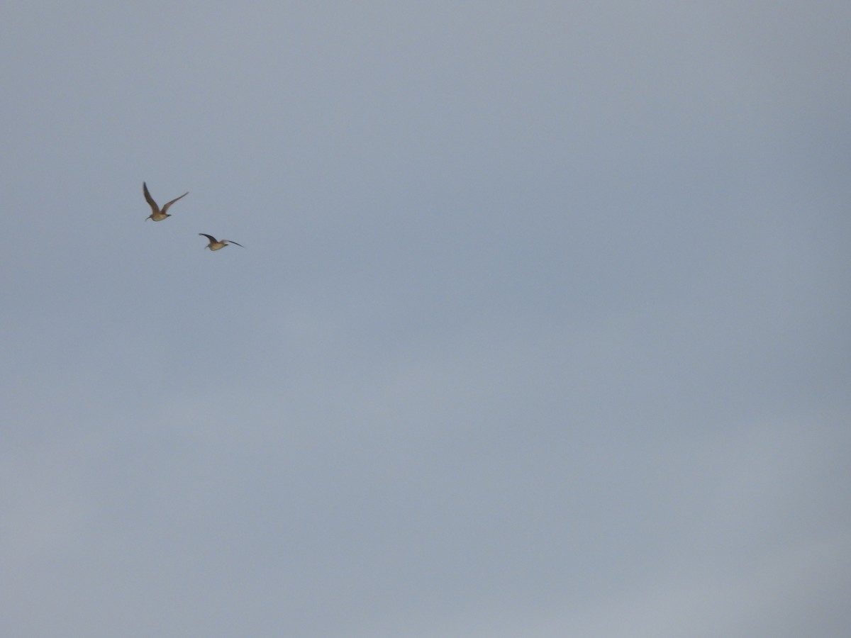 Whimbrel - Mark Penkower