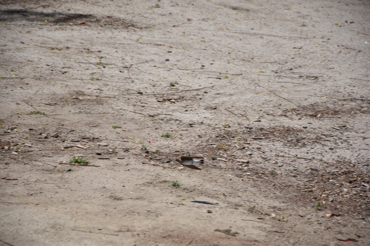 Golondrina Aserrada - ML618180843