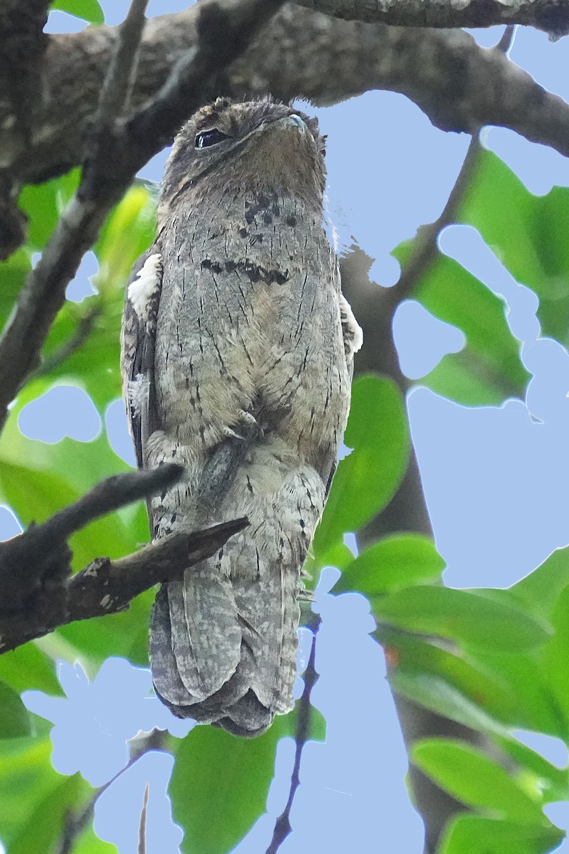 Common Potoo - Alan Lenk