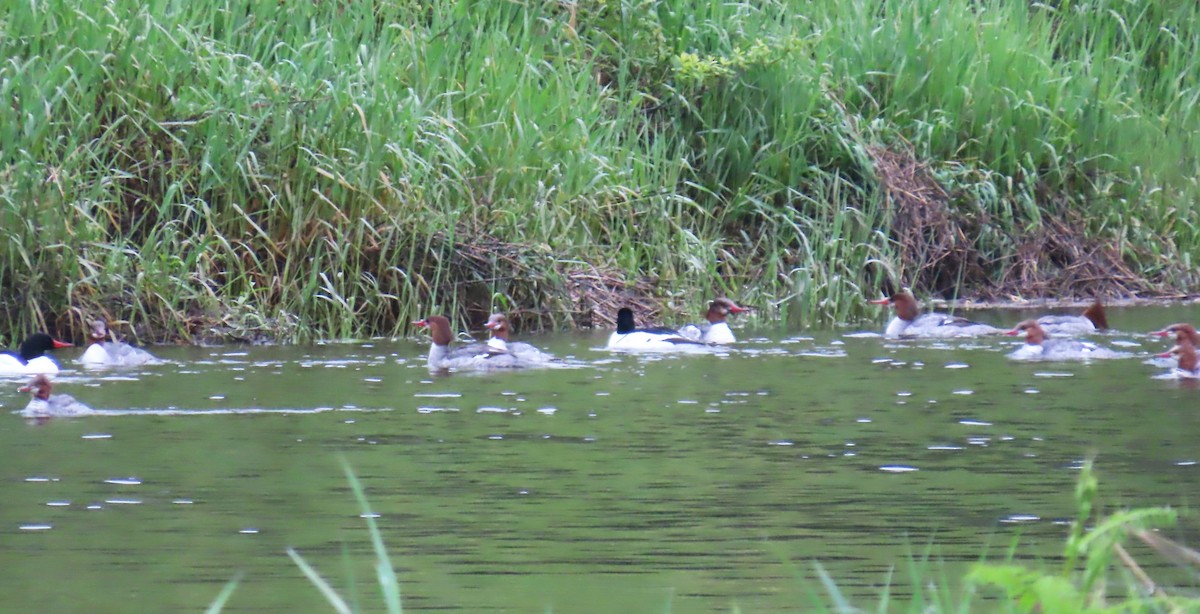 Common Merganser - Diane Yorgason-Quinn