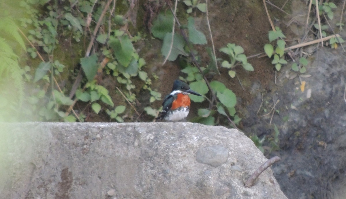 Green Kingfisher - ML618180873