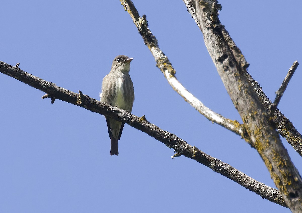 Olive-sided Flycatcher - ML618180900