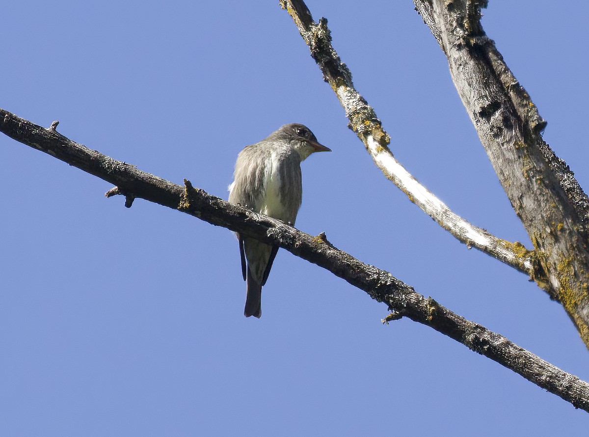 Olive-sided Flycatcher - Gregory Johnson