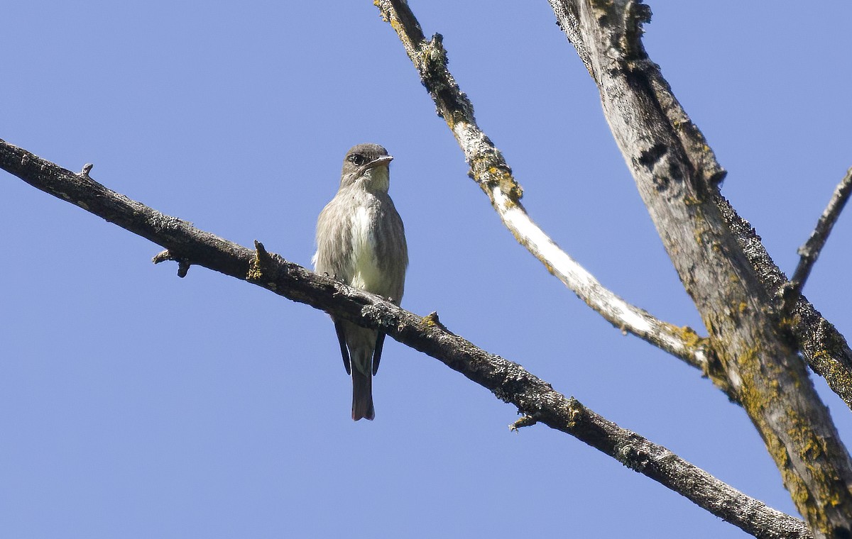 Olivflanken-Schnäppertyrann - ML618180902