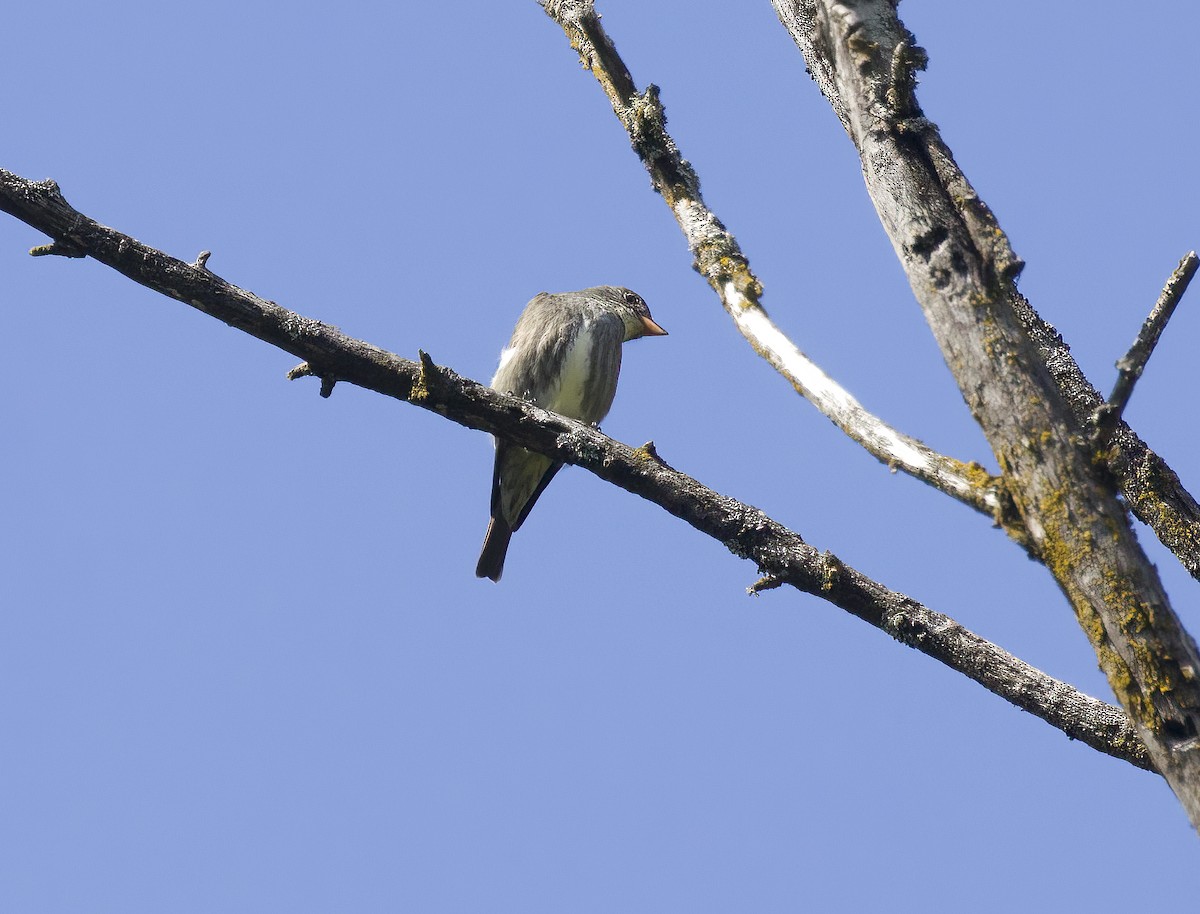 Olive-sided Flycatcher - ML618180903