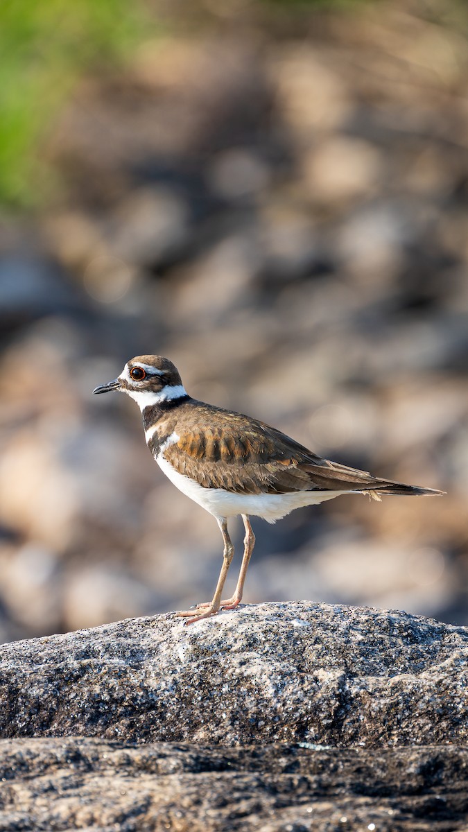 Killdeer - Troy Bynum