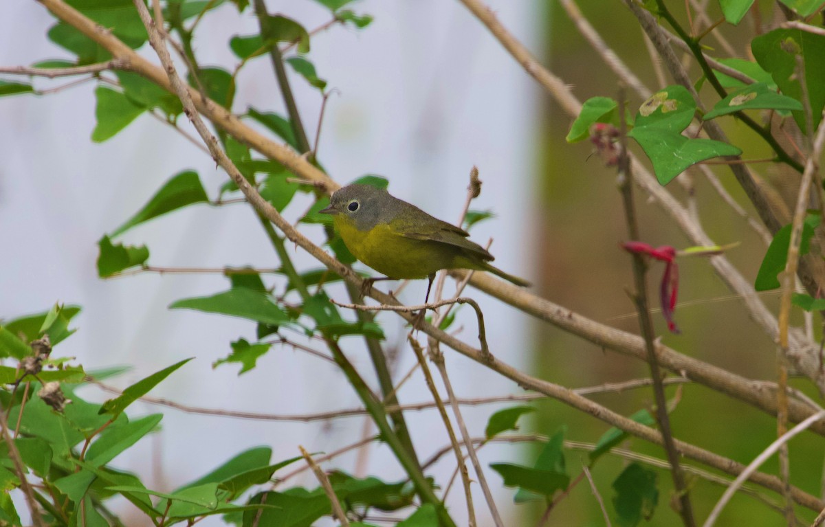 Nashville Warbler - Douglas Hall