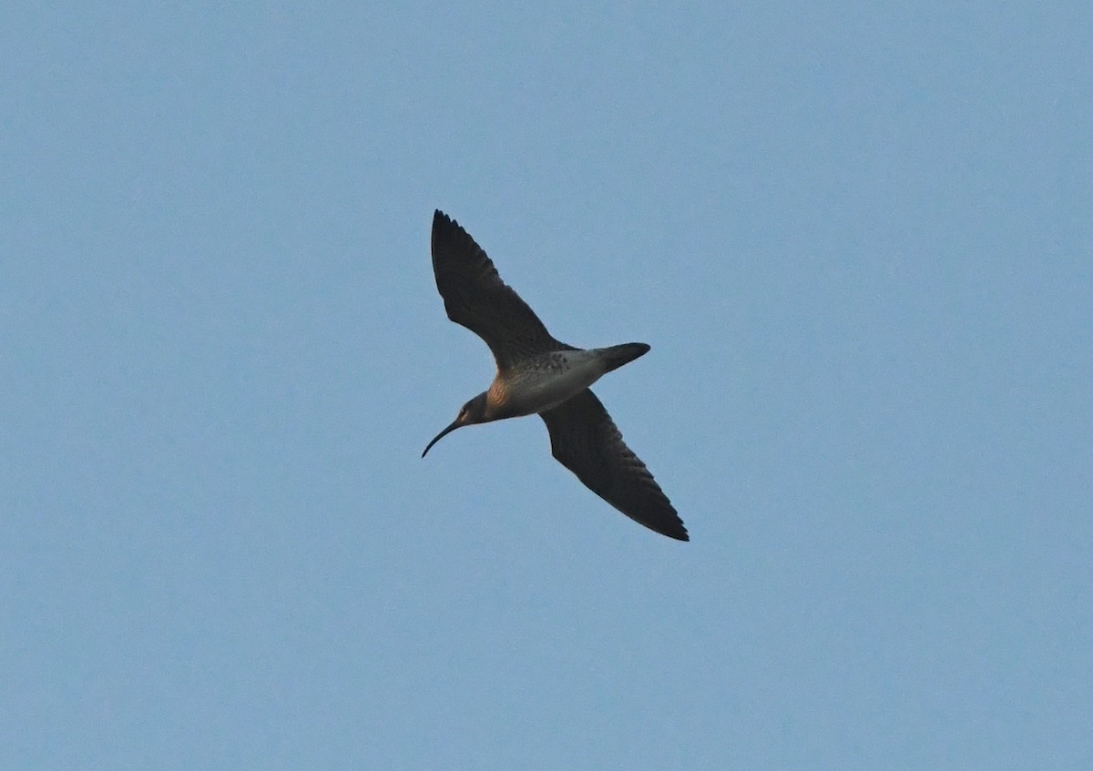 Whimbrel (European) - Gabriel Jamie