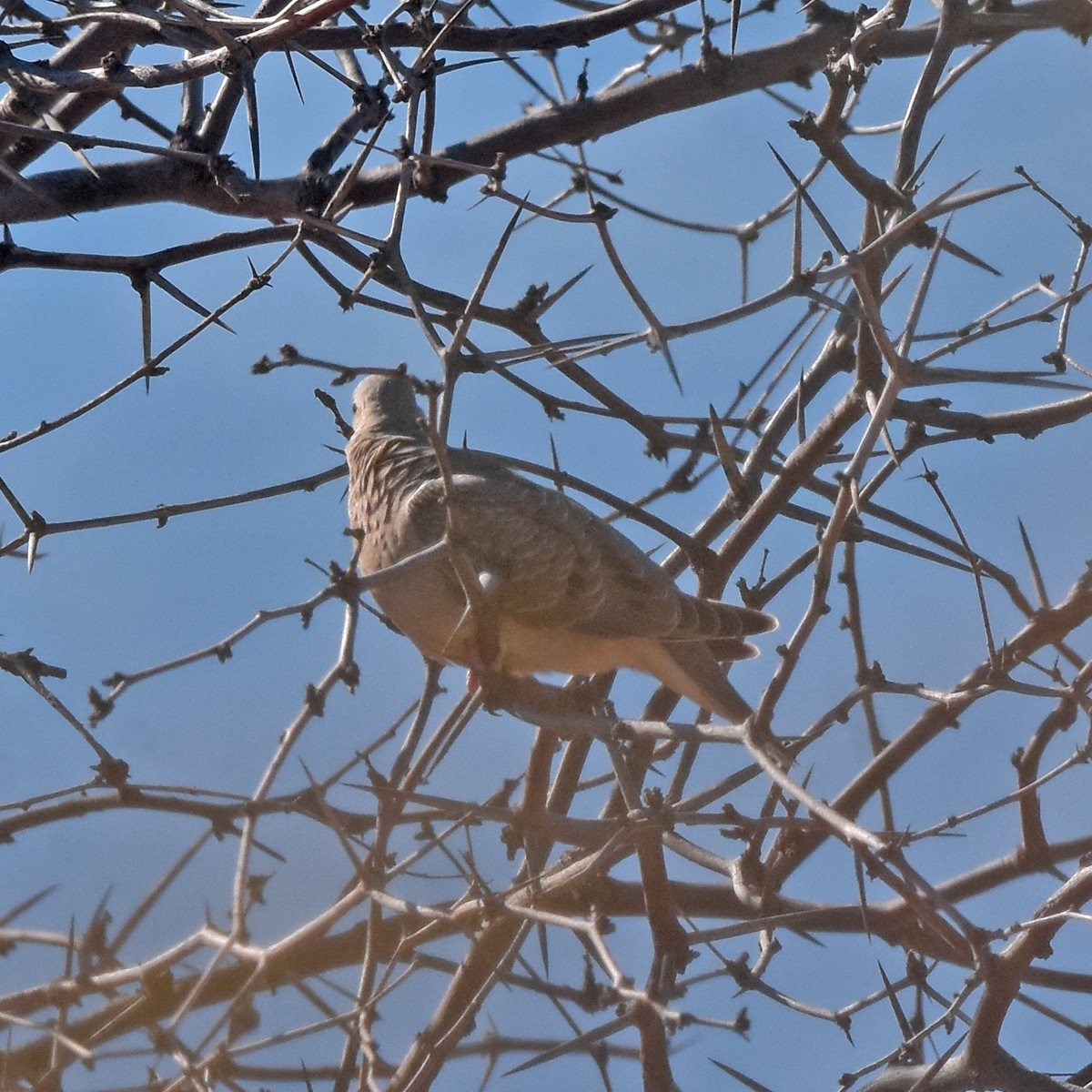 Eared Dove - Carlos De Biagi