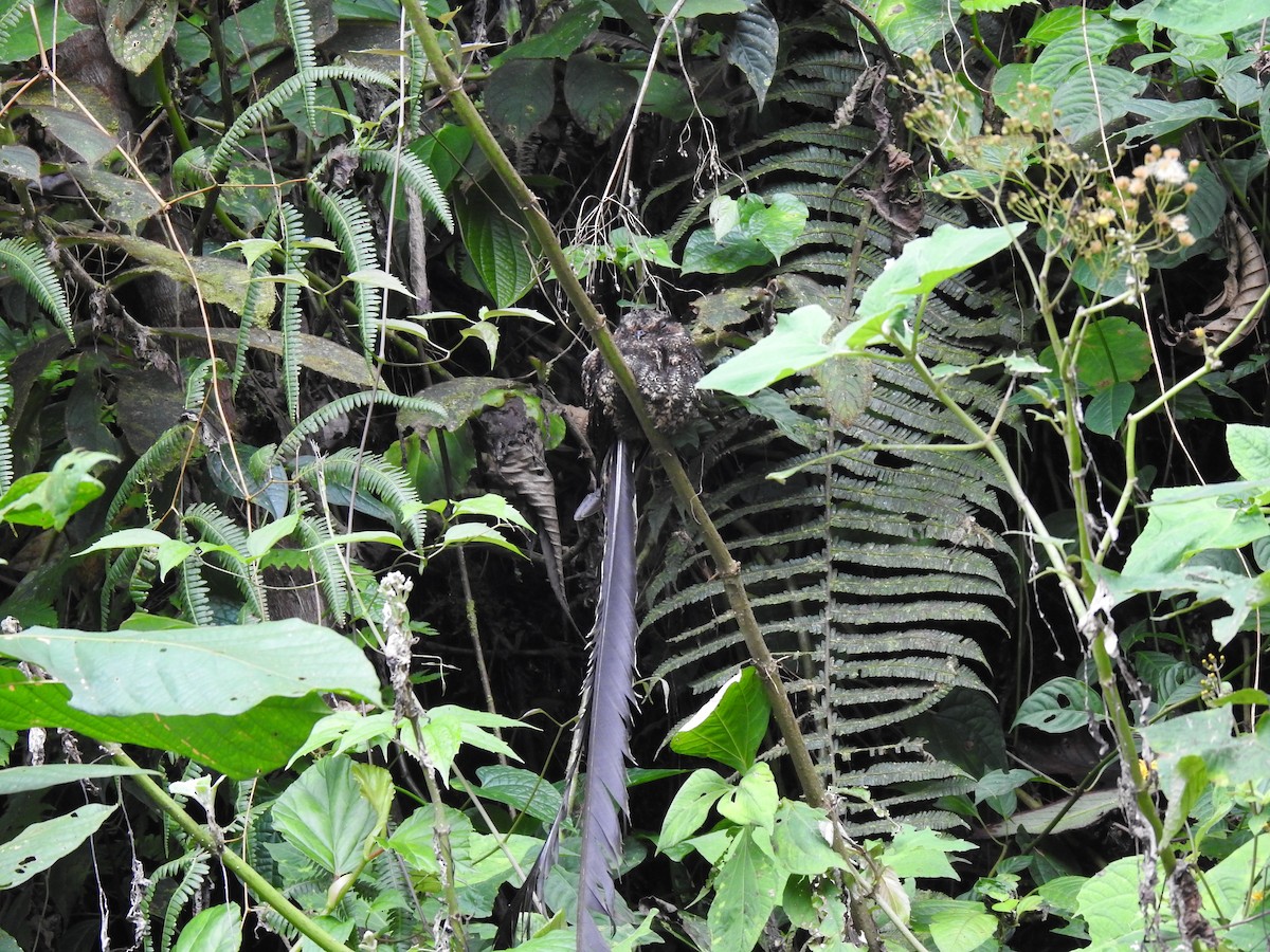 Lyre-tailed Nightjar - ML618180976