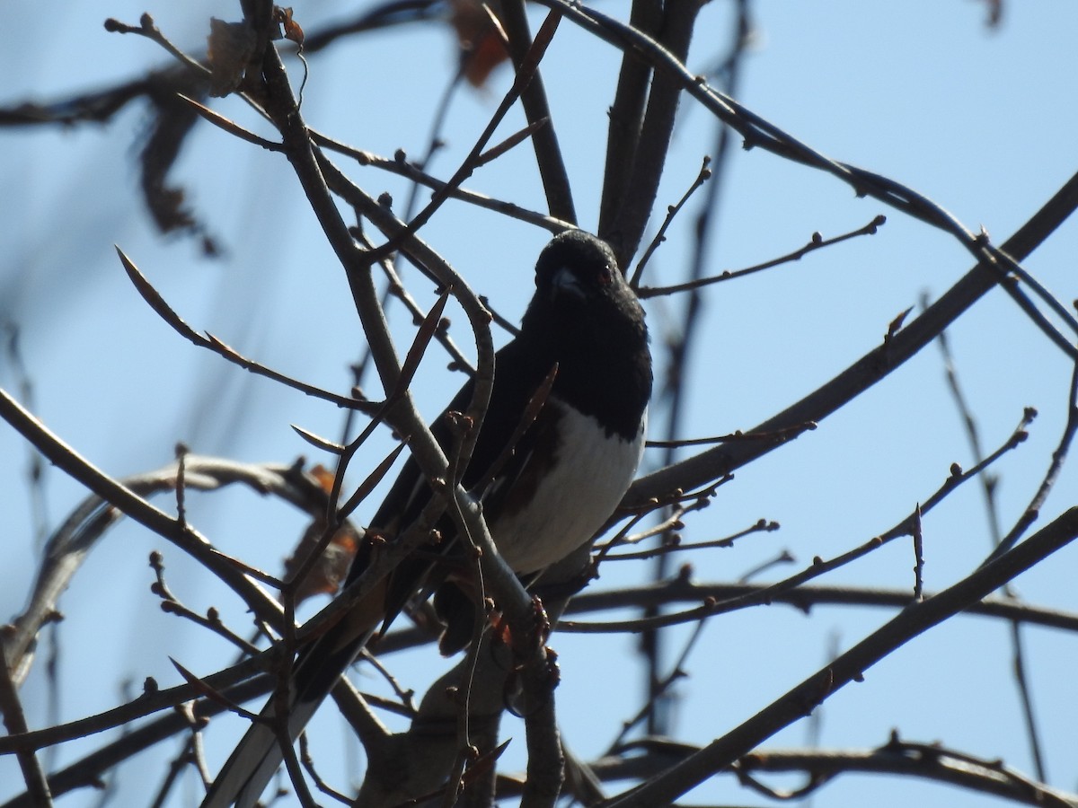 Eastern Towhee - Robin Feustel