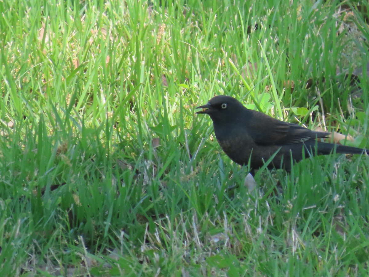 Rusty Blackbird - ML618180984