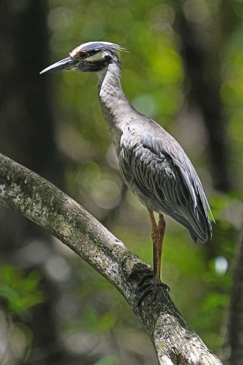 Yellow-crowned Night Heron - ML618181006